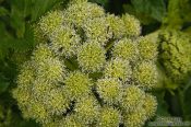 Travel photography:Angelica archangelica plant near Skaftafell, Iceland