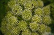 Travel photography:Angelica archangelica plant near Skaftafell , Iceland