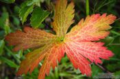 Travel photography:Coloured leaf near Skaftafell, Iceland