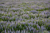 Travel photography:Lupinus nootkatensis flowers near Skagafjörður, Iceland