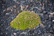 Travel photography:Moss (Silene acaulis) near Skeiðarársandur, Iceland