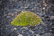 Travel photography:Moss (Silene acaulis) near Skeiðarársandur, Iceland