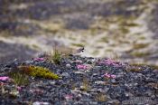 Travel photography:Ringed plover (Charadrius ostralegus) near Skeiðarársandur, Iceland