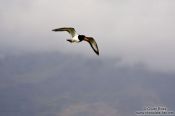 Travel photography:Oyster catcher (Haematopus ostralegus) in flight on Snæfellsnes, Iceland