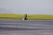 Travel photography:Oyster catcher (Haematopus ostralegus) in flight on Snæfellsnes, Iceland