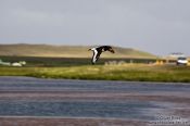 Travel photography:Oyster catcher (Haematopus ostralegus) in flight on Snæfellsnes, Iceland