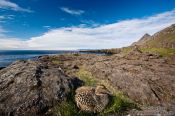 Travel photography:Sitting duck at Streitishvarf, Iceland