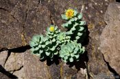 Travel photography:Small plant at Streitishvarf, Iceland