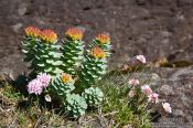 Travel photography:Small plant at Streitishvarf, Iceland