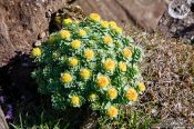 Travel photography:Small plant at Streitishvarf, Iceland