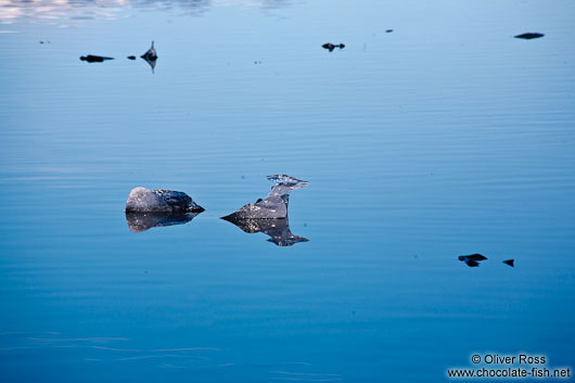 Small icebergs in Jökulsárlón glacier lake