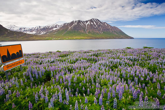 The fjord at Ólafsfjörður