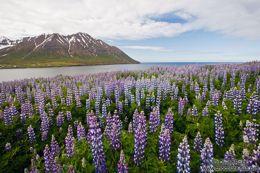 The fjord at Ólafsfjörður