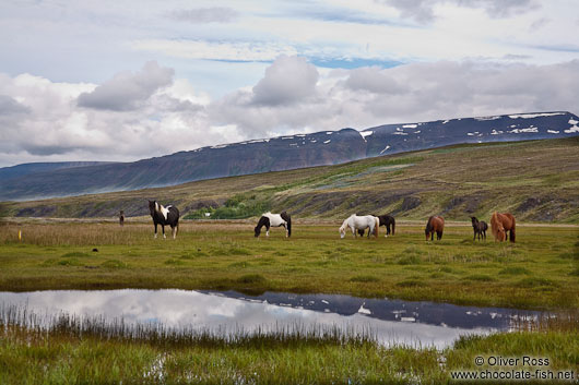 Horses in the Sauðárkrókur landscape