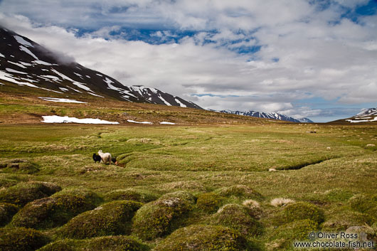 Landscape near Siglufjörður