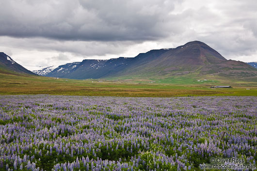 Skagafjörður landscape with flowers