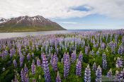 Travel photography:The fjord at Ólafsfjörður, Iceland