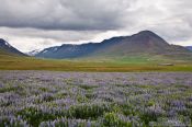 Travel photography:Skagafjörður landscape with flowers, Iceland