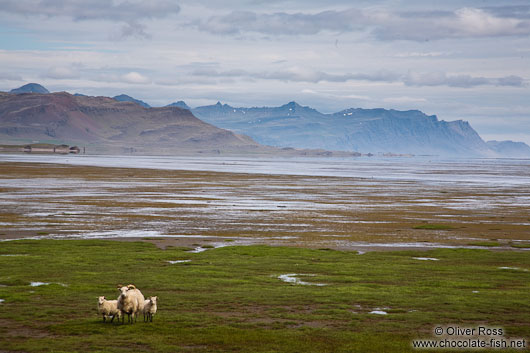 Djúpivogur landscape