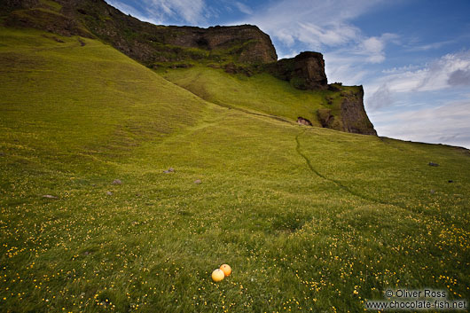 Vik landscape