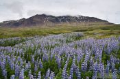 Travel photography:Breiðdalsvík landscape, Iceland