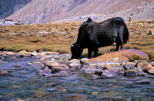 Yak near Diskit