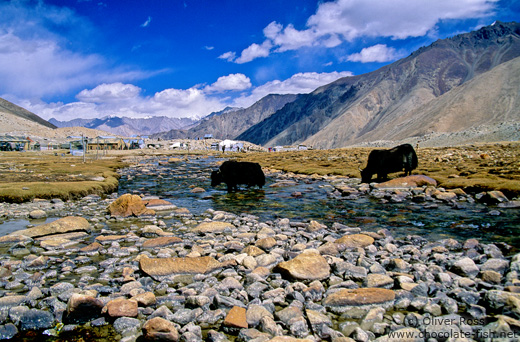 Yaks crossing a river near Diskit