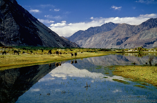 Donkeys at a mountain lake near Diskit