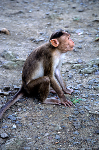 Monkey on Elephanta Island near Mumbai