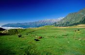 Travel photography:Pasture north of Manali, India