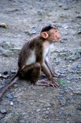 Travel photography:Monkey on Elephanta Island near Mumbai, India