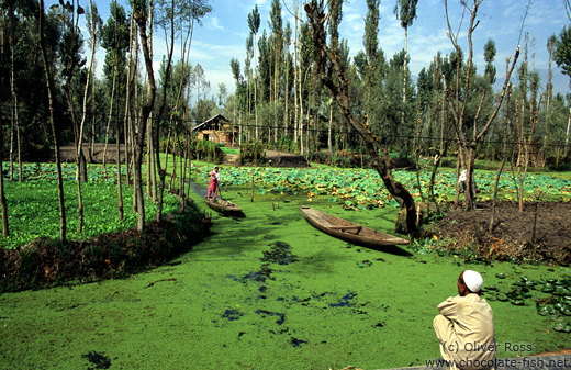 Fields in the Dal lake near Srinagar