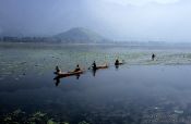 Travel photography:Fishing boats on Dal Lake near Srinagar (Kashmir), India