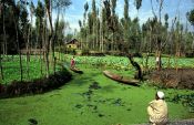 Travel photography:Fields in the Dal lake near Srinagar, India