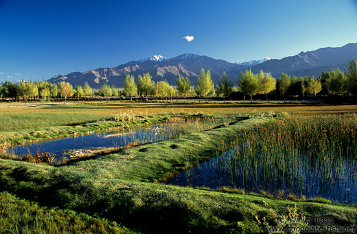 Indus valley near Choglamsar in the evening light