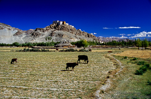 Thiksey Gompa from Indus Valley