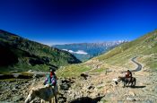 Travel photography:Horses between Manali and Leh, India