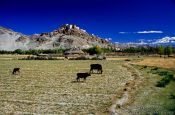 Travel photography:Thiksey Gompa from Indus Valley, India