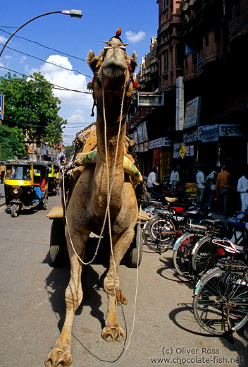 Camel cart in Bikaner
