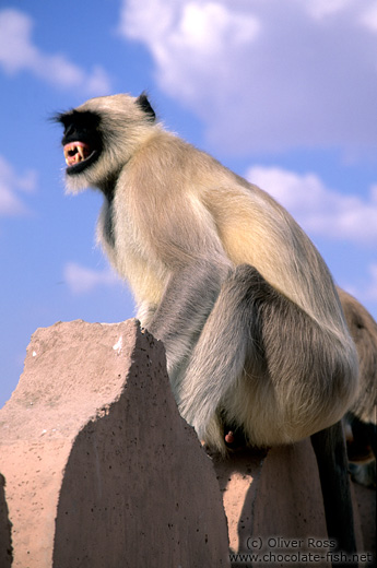 Monkey in Jodhpur