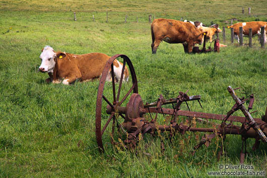 Cows grazing atop the Cliffs of Moher 