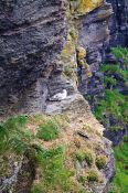 Travel photography:Nesting sea gull at the Cliffs of Moher , Ireland