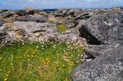Travel photography:Small flowers grow in sheltered places along the Clare coastline , Ireland