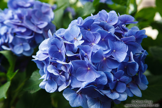 Japanese Hydrangea in Kyoto