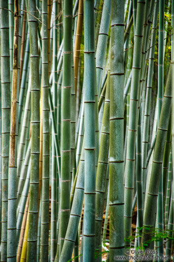 Bamboo forest at Kyoto´s Inari shrine