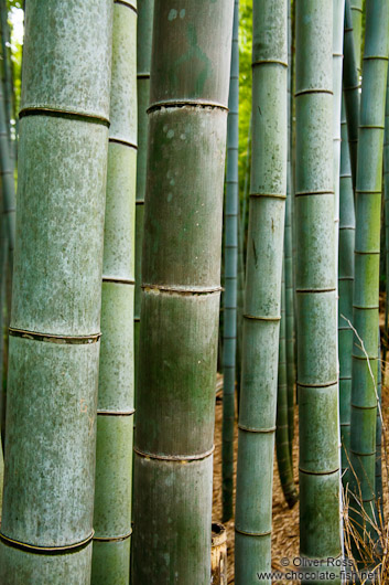 Bamboo forest at Kyoto´s Inari shrine