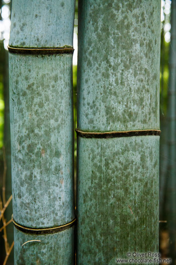 Bamboo forest at Kyoto´s Inari shrine