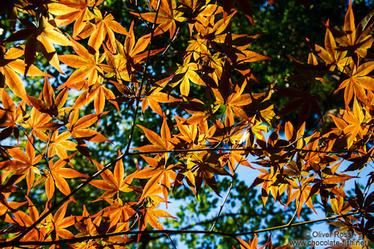 Colourful maple leaves against the sky at Kyoto´s Nanzenji Temple