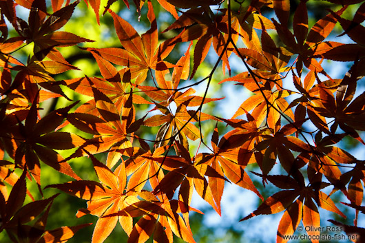 Colourful maple leaves against the sky at Kyoto´s Nanzenji Temple