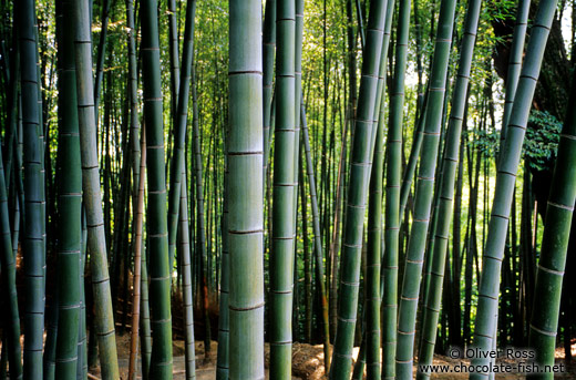 Bamboo grove in Kyoto